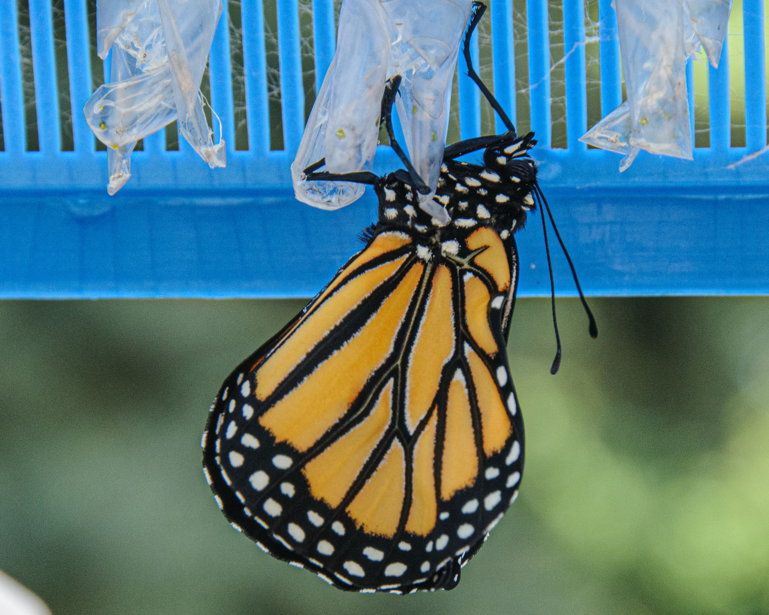 Birth of a Butterfly
